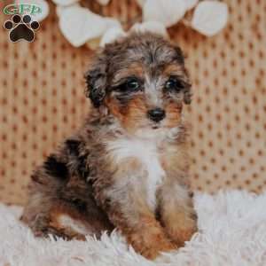 Felicy, Mini Bernedoodle Puppy