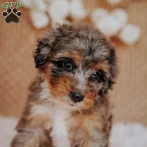 Felicy, Mini Bernedoodle Puppy