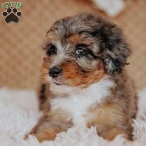 Felicy, Mini Bernedoodle Puppy