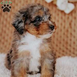 Felicy, Mini Bernedoodle Puppy