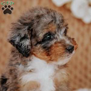 Felicy, Mini Bernedoodle Puppy