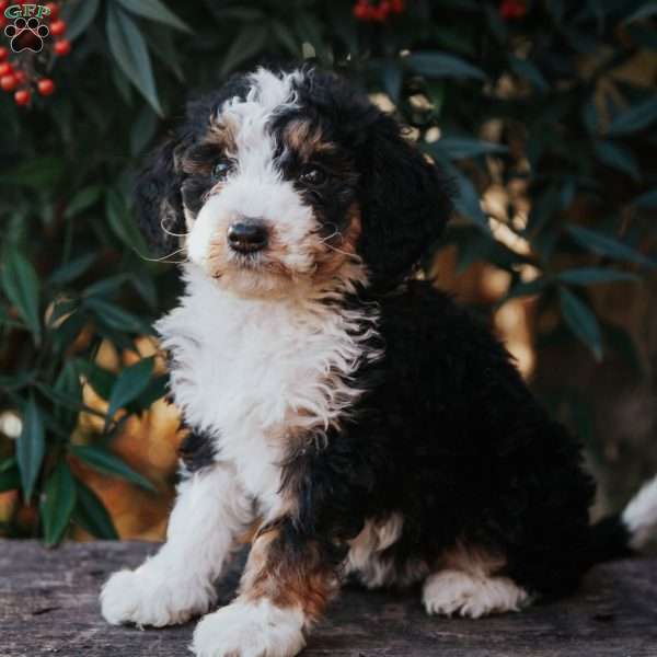 Dena, Bernedoodle Puppy