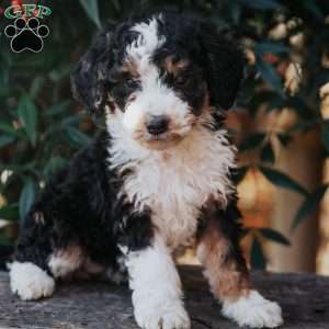 Dena, Bernedoodle Puppy