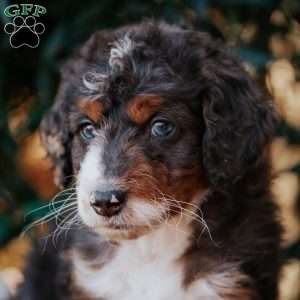 Diva, Bernedoodle Puppy