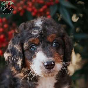 Diva, Bernedoodle Puppy