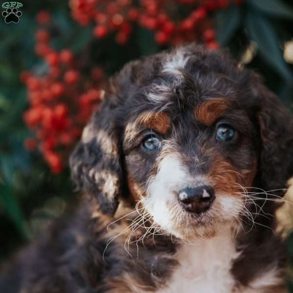 Diva, Bernedoodle Puppy