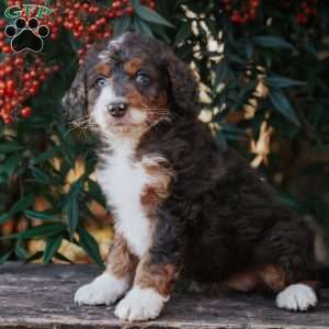 Diva, Bernedoodle Puppy