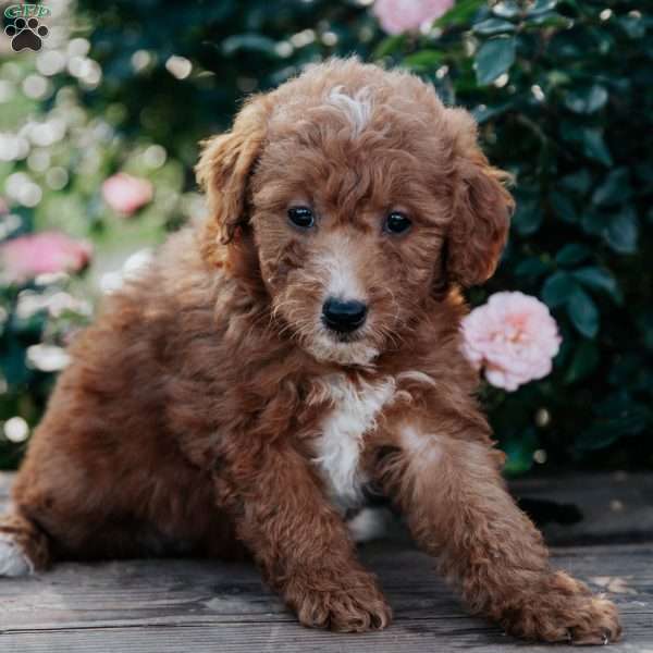 Faye, Goldendoodle Puppy