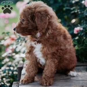 Faye, Goldendoodle Puppy