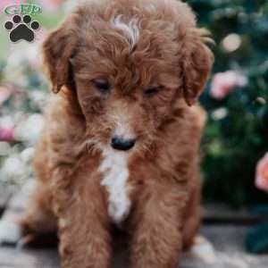 Faye, Goldendoodle Puppy