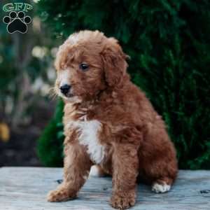 Faye, Goldendoodle Puppy