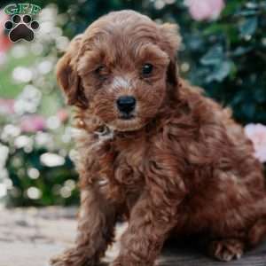 Flora, Goldendoodle Puppy