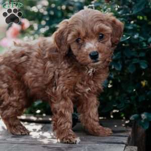 Flora, Goldendoodle Puppy