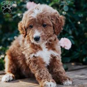 Freida, Goldendoodle Puppy