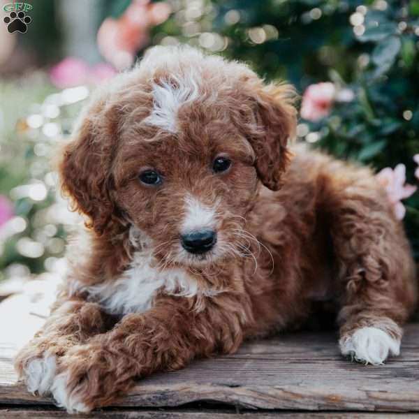 Freida, Goldendoodle Puppy