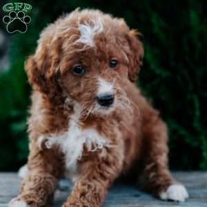 Freida, Goldendoodle Puppy