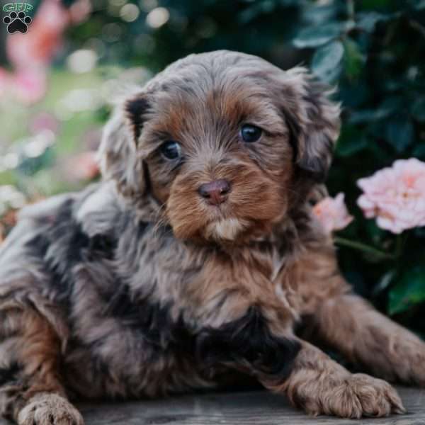 Gracie, Cavapoo Puppy