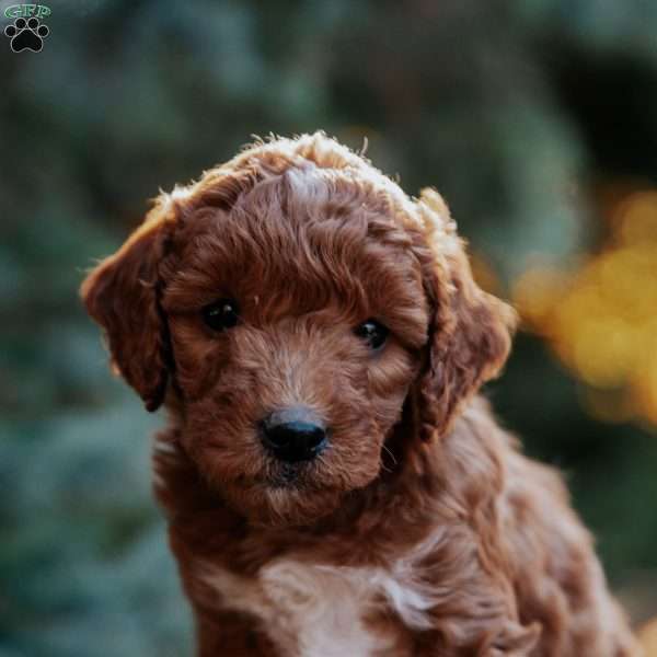 Tabby, Mini Goldendoodle Puppy