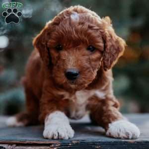 Tabby, Mini Goldendoodle Puppy