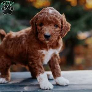 Tabby, Mini Goldendoodle Puppy