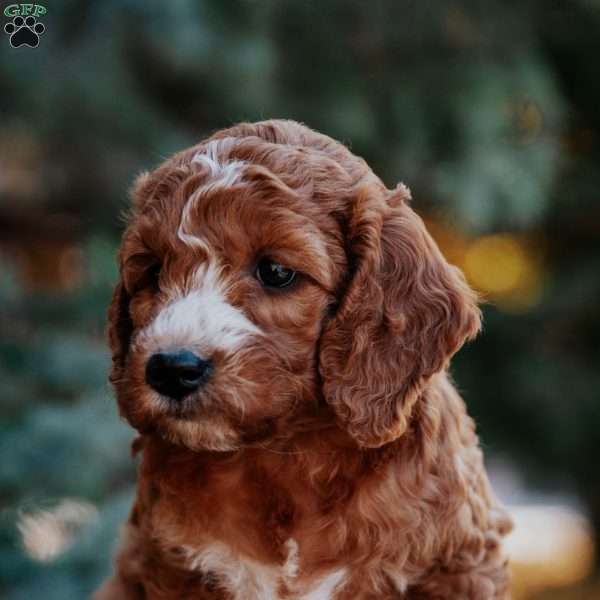 Tasha, Mini Goldendoodle Puppy