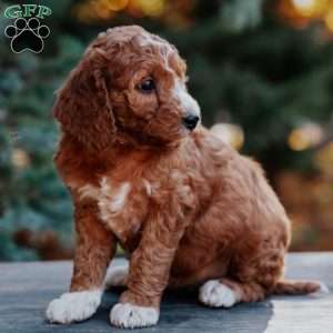 Tasha, Mini Goldendoodle Puppy