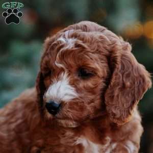 Tasha, Mini Goldendoodle Puppy