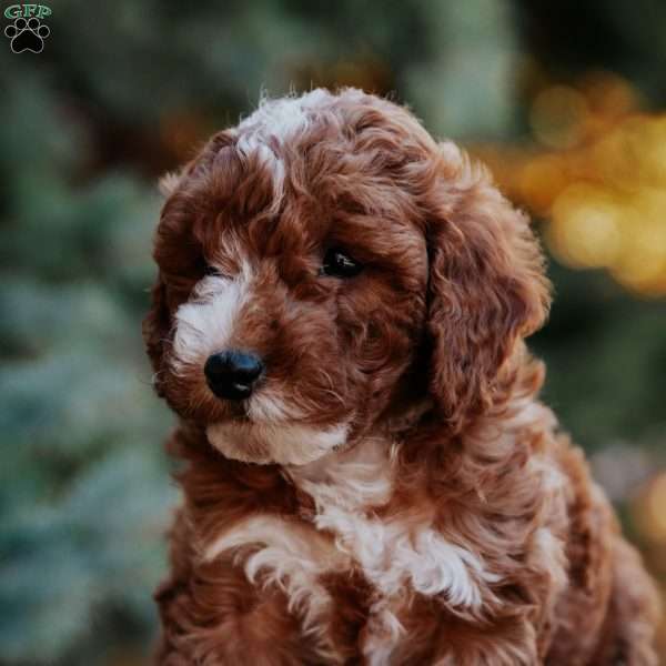 Tessa, Mini Goldendoodle Puppy