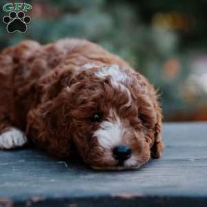 Tessa, Mini Goldendoodle Puppy