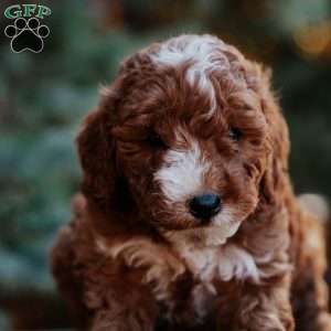 Tessa, Mini Goldendoodle Puppy