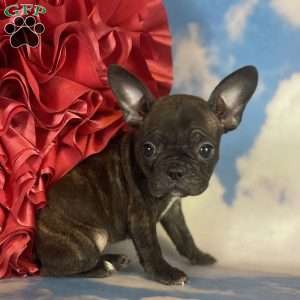 Sadie, Frenchton Puppy