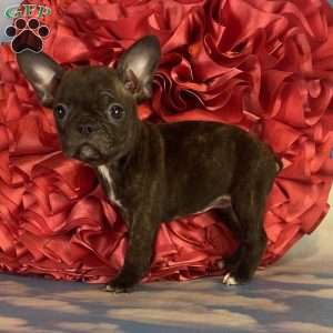 Sadie, Frenchton Puppy