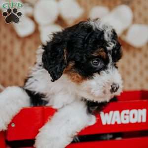 Sugar Plum, Mini Bernedoodle Puppy