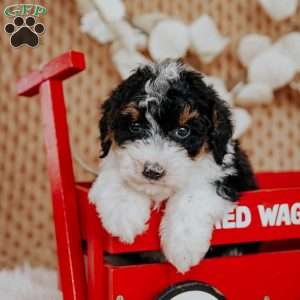 Sugar Plum, Mini Bernedoodle Puppy