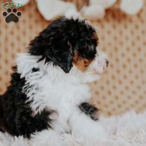 Sugar Plum, Mini Bernedoodle Puppy