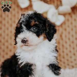 Sugar Plum, Mini Bernedoodle Puppy