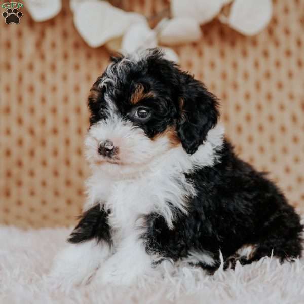 Fiska, Mini Bernedoodle Puppy