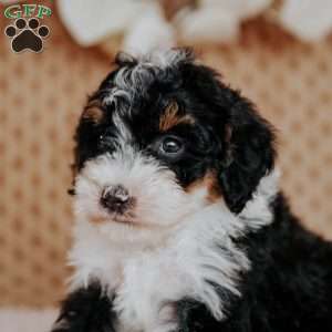 Sugar Plum, Mini Bernedoodle Puppy