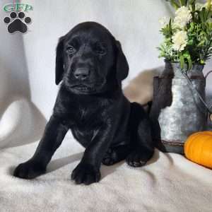 Flame, Black Labrador Retriever Puppy