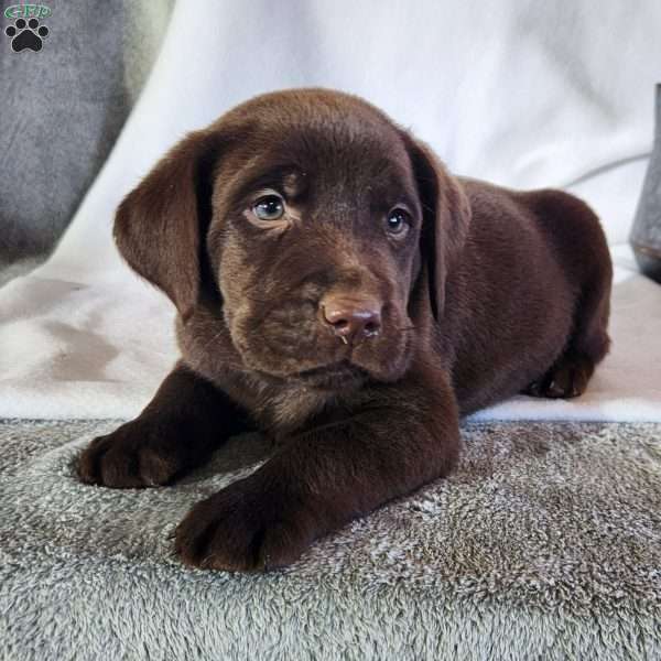 Flash, Black Labrador Retriever Puppy