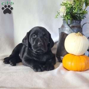 Flower, Black Labrador Retriever Puppy