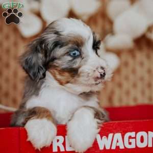 Flower, Mini Bernedoodle Puppy