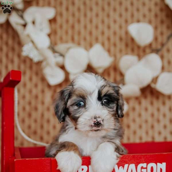 Flower, Mini Bernedoodle Puppy