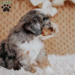 Flower, Mini Bernedoodle Puppy