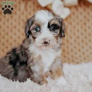 Flower, Mini Bernedoodle Puppy