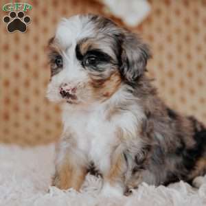 Flower, Mini Bernedoodle Puppy