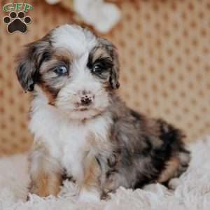 Flower, Mini Bernedoodle Puppy