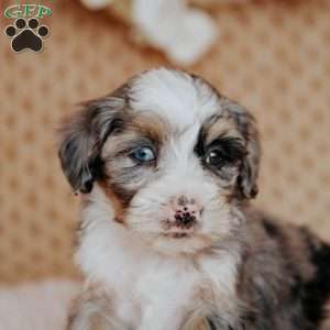 Flower, Mini Bernedoodle Puppy