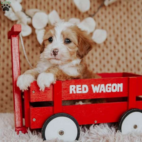 Santa Paws, Mini Bernedoodle Puppy