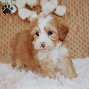 Floyd, Mini Bernedoodle Puppy